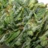 семена культурной конопли купить Super Silver Haze feminised Green House Seeds