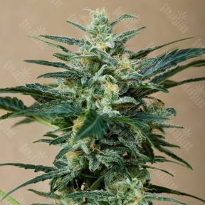 Auto Roadrunner feminised Dinafem Seeds