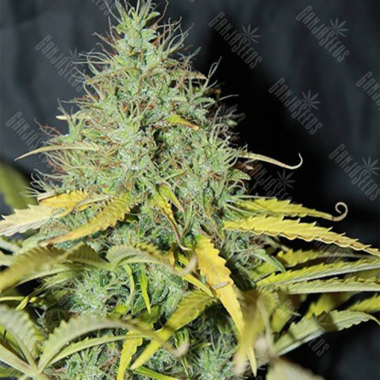 семена конопли недорого Auto Skunk #1 regular