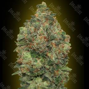 Auto Critical Soma feminised Advanced Seeds