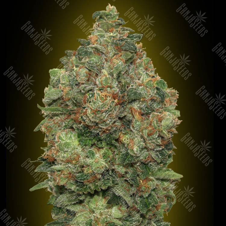 семена конопли почтой Auto Critical Soma feminised Advanced Seeds