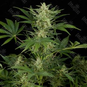 Auto Critical Jack feminised Dinafem Seeds
