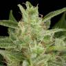 где заказать семена конопли Auto Critical Jack feminised Dinafem Seeds