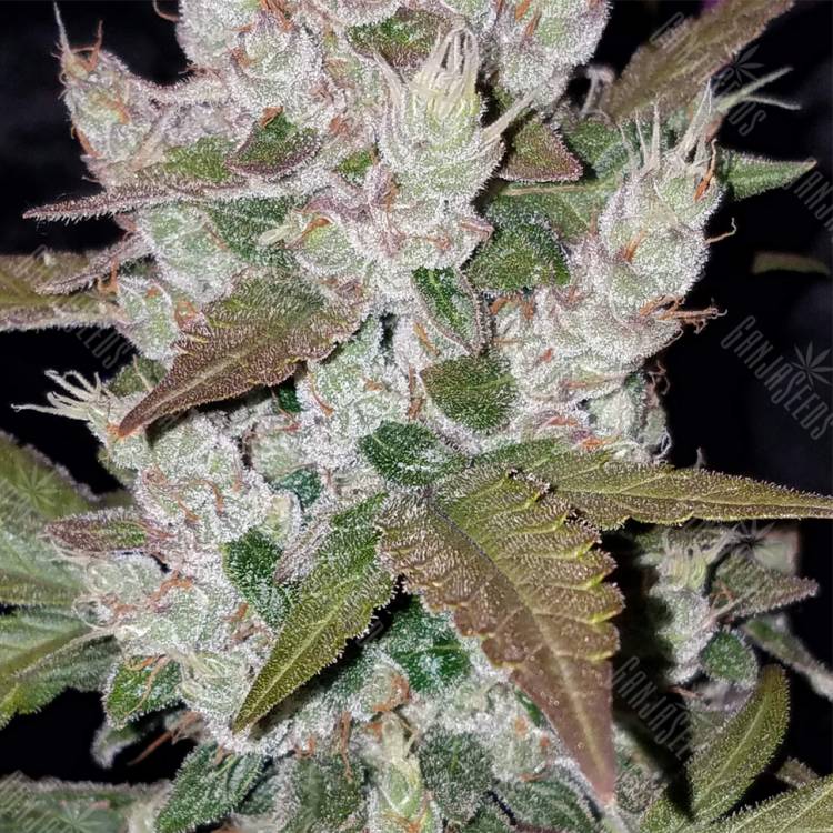 автоцветущие семена конопли Auto Girl Scout Cookies feminised Fast Buds