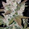 автоцветущие семена конопли Auto Girl Scout Cookies feminised Fast Buds