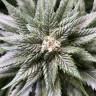 заказать качественные семена конопли Blackjack feminised Nirvana Seeds