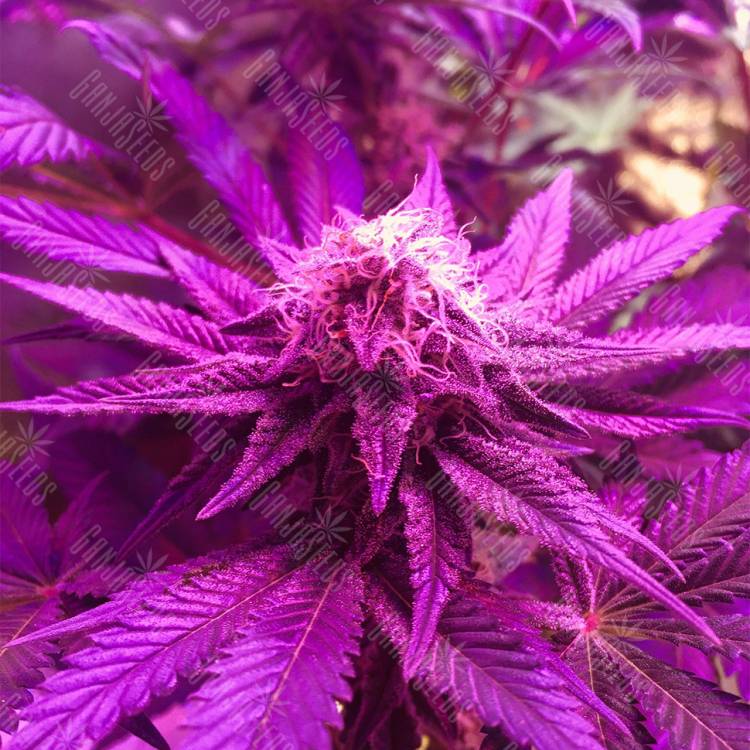семена конопли f1 в оригинальной упаковке Super OG Kush feminised Pyramid Seeds
