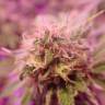 семена конопли элитных сортов Special Queen 1 feminised Royal Queen семена конопли элитных сортов Special Queen 1 feminised Royal Queen