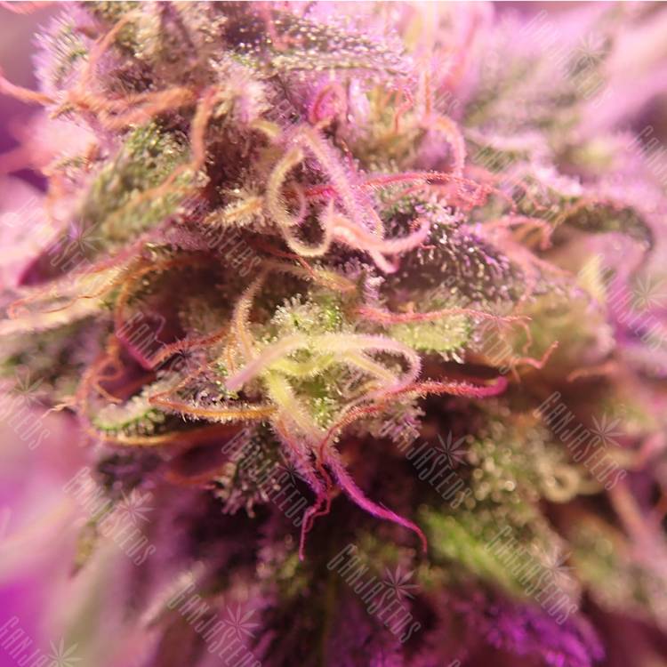 семена конопли марихуаны Special Queen 1 feminised Royal Queen семена конопли марихуаны Special Queen 1 feminised Royal Queen