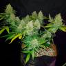 Недорогие семена конопли Auto Sweet Trainwreck feminised Ganja Seeds