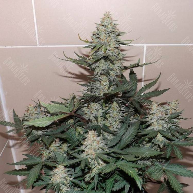 Качественные семена конопли Auto Sweet Trainwreck feminised Ganja Seeds
