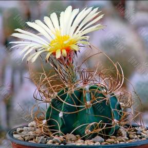 Astrophytum senile var. aureum P 289