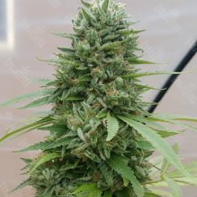 Vertigo feminised Ganja Seeds