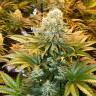 купить семена конопли Auto Banana Punch feminised Ganja Seeds