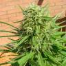 семена конопли Россия Auto Dr. Grinspoon feminised