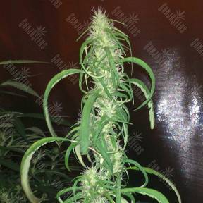Auto Dr. Grinspoon feminised Ganja Seeds