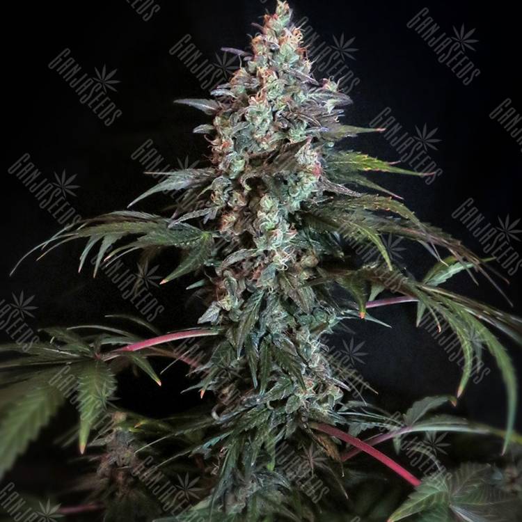 элитные сорта конопли Auto White Russian XXL feminised