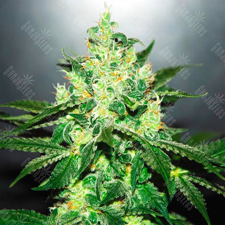 Auto Kronos feminised GanjaVIP Seeds