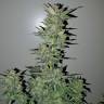 семена конопли сорта сатива Neville's Haze feminised Green House Seeds семена конопли сорта сатива Neville's Haze feminised Green House Seeds