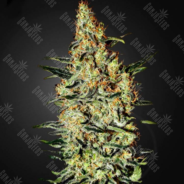 семена конопли для посадки купить Neville's Haze feminised Green House Seeds семена конопли для посадки купить Neville's Haze feminised Green House Seeds