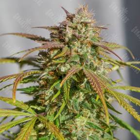Orange Bud feminised Dutch Passion Seeds