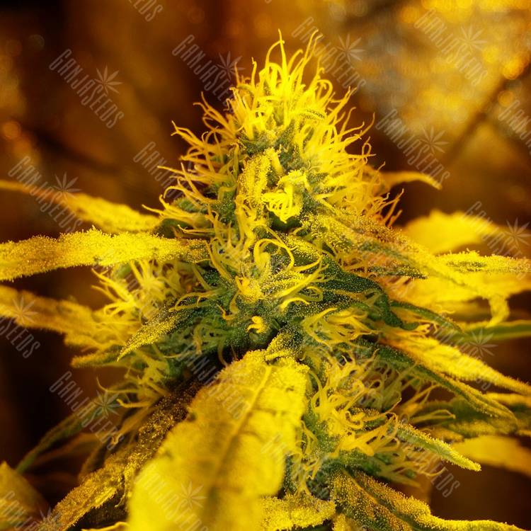 Big Kush feminised Dinafem Seeds Big Kush feminised Dinafem Seeds