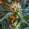 семена конопли элитных сортов семена конопли недорого Auto CBD New York Diesel feminised