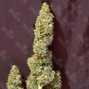 Auto New York Diesel CBD feminised Ganja Seeds