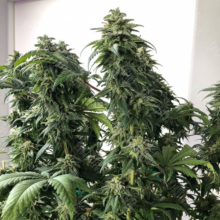 семена конопли для посадки купить Jack regular Ganja Seeds