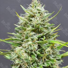 Auto Snow Star regular Ganja Seeds
