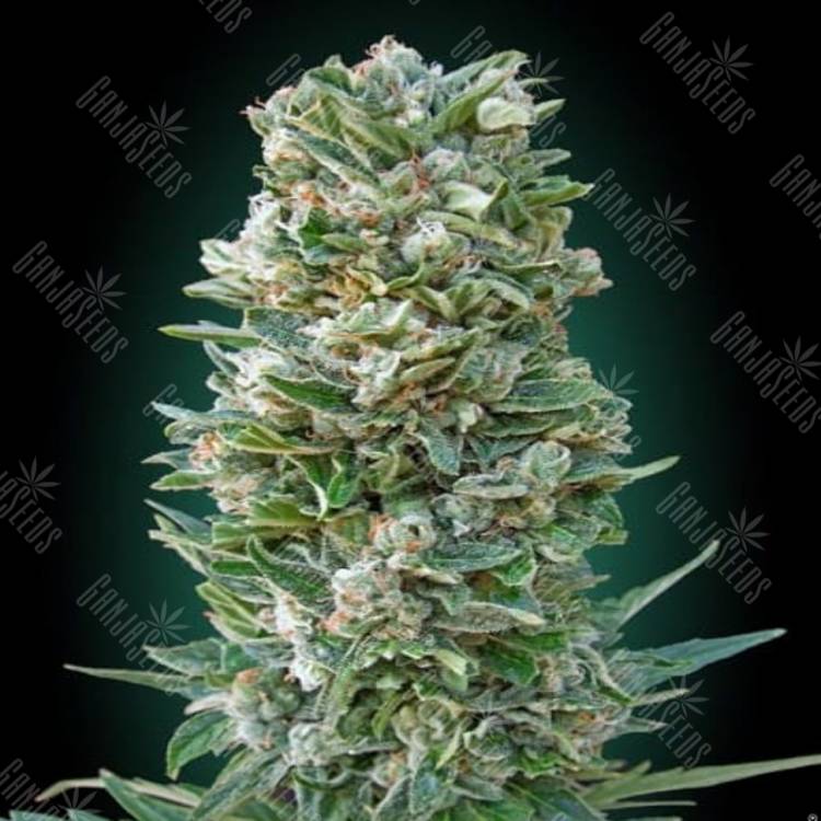 семена конопли наложенным платежом Auto Heavy Bud feminised Advanced Seeds