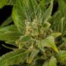 семена конопли почтой Auto Fruit feminised Dinafem Seeds
