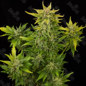 Auto Fruit feminised Dinafem Seeds