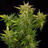 заказать качественные семена конопли Auto Fruit feminised Dinafem Seeds