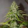 купить семена конопли Auto Grapefruit feminised Fast Buds