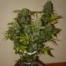 урожайные семена конопли Auto Grapefruit feminised Fast Buds