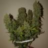качественные семена конопли Auto Grapefruit feminised Fast Buds