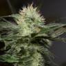 семена конопли с доставкой Sapphire OG feminised Humboldt Seeds