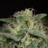 семена конопли в фирменной упаковке Sapphire OG feminised Humboldt Seeds