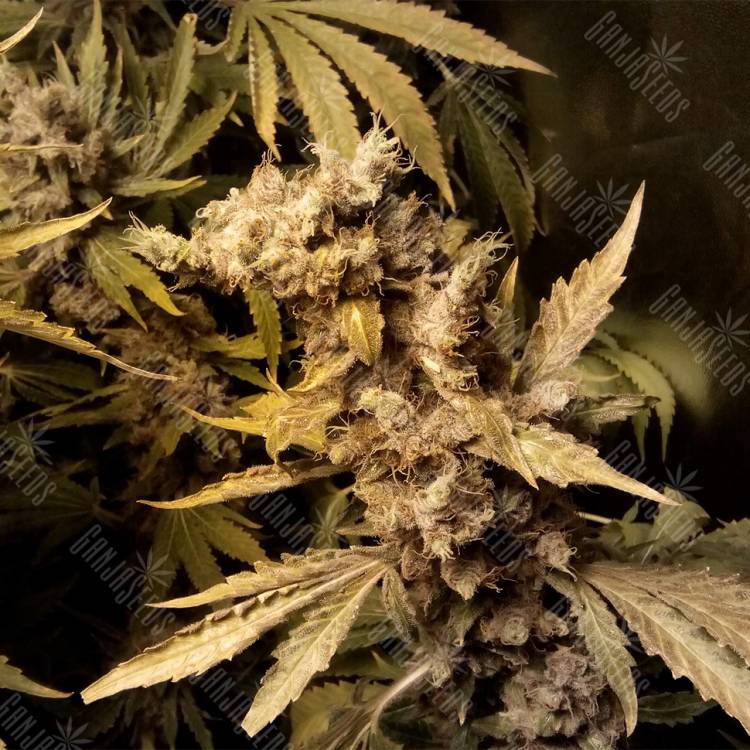семена конопли в России Original White Widow feminised Paradise Seeds