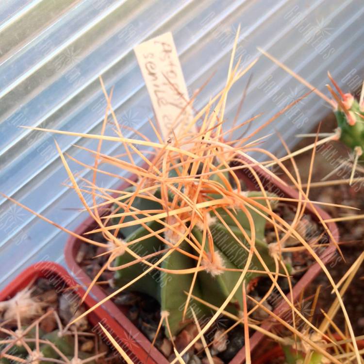 Семена кактусов Astrophytum senile var. aureum Семена кактусов Astrophytum senile var. aureum