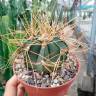 Купить семена кактусов Astrophytum senile var. aureum Купить семена кактусов Astrophytum senile var. aureum