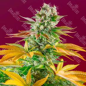 Gorilla Girl feminised Ganja Seeds