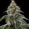 Gorilla Girl feminised Ganja Seeds