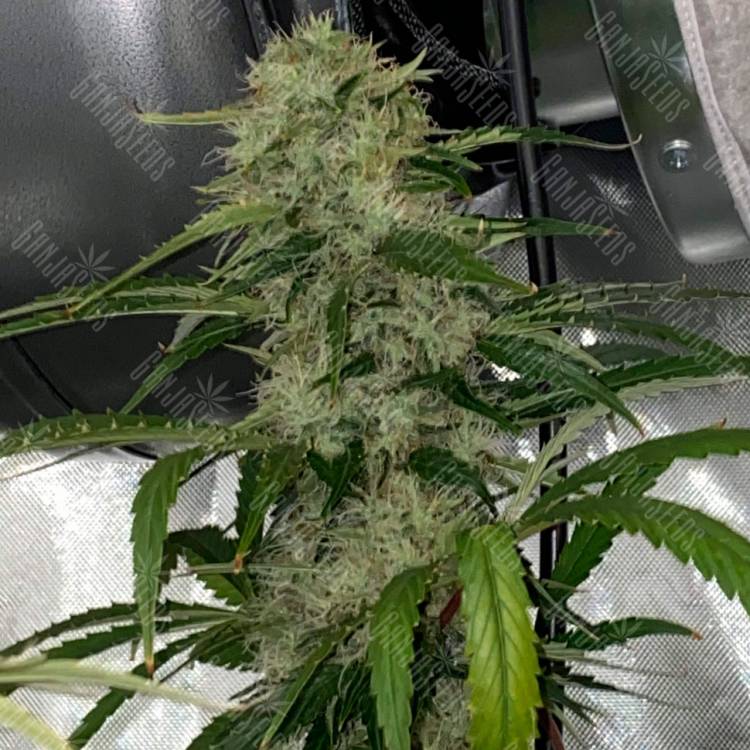 семена конопли недорого Auto Dos-Si-Dos feminised Ganja Seeds