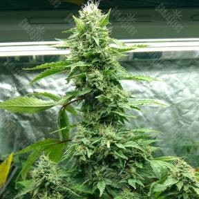 Pakistan Valley feminised Ganja Seeds