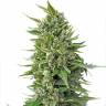 Auto Magik feminised GanjaVIP Seeds