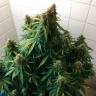 Auto Magik feminised GanjaVIP Seeds