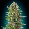 Auto Magik feminised GanjaVIP Seeds