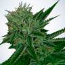 Auto Magik feminised GanjaVIP Seeds